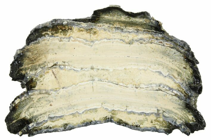 Mammoth Molar Slice With Case - South Carolina #291098